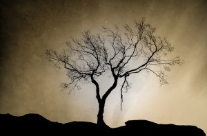 "Tree" by George Hodan. This image is in the public domain.