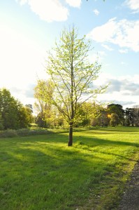 "Tree," by Michael Stirling. This image is in the public domain.